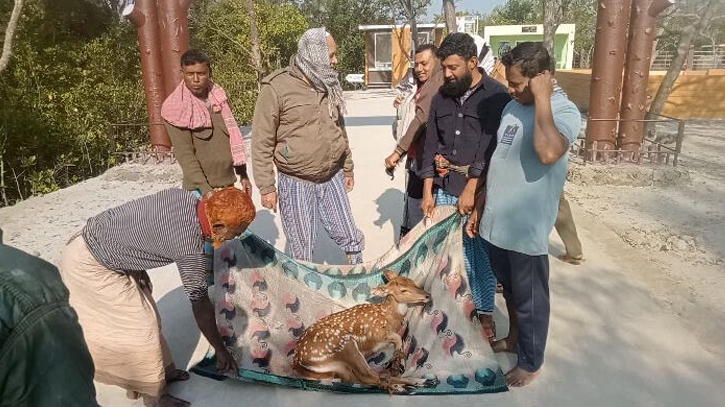 হরিণ উদ্ধার করে সুন্দরবনে অবমুক্ত করলো বনবিভাগ হরিণ উদ্ধার করে সুন্দরবনে অবমুক্ত করলো বনবিভাগ