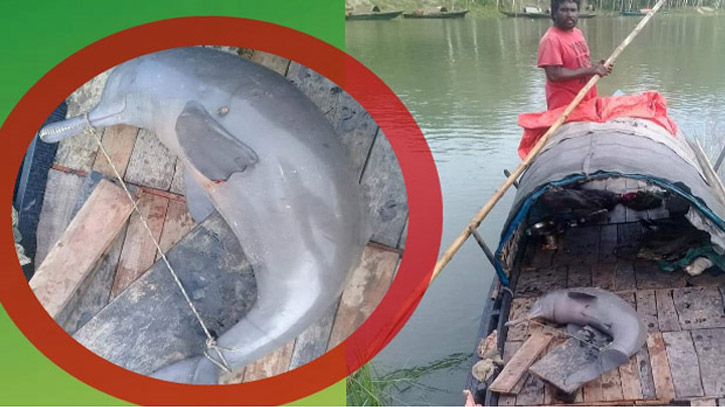 জামালপুরে যমুনা নদীতে আবাধে চলছে শুশুক শিকার জামালপুরে যমুনা নদীতে আবাধে চলছে শুশুক শিকার