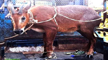 মৌলভীবাজারে বিপন্ন বনছাগল উদ্ধার, ছেড়ে দেওয়া হবে রাজকান্দি বনে