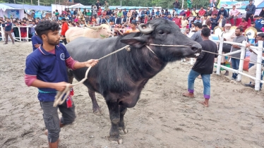 বগুড়ায় দুইদিন ব্যাপী গানের তালে গরুর র‍্যাম্প শো
