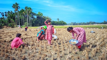 জমিতে কুড়িয়ে পাওয়া ধানে হয় নবান্ন উৎসব!