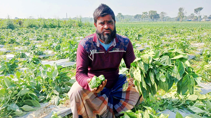 ধারদেনা করে সবজি চাষ, রাতে গাছ তুলে ফেলল দুর্বৃত্তরা ধারদেনা করে সবজি চাষ, রাতে গাছ তুলে ফেলল দুর্বৃত্তরা