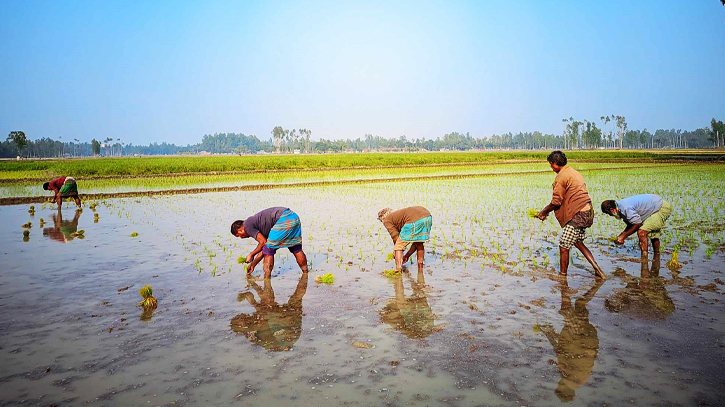 লাভ না হলেও বাধ্য হয়ে ধান চাষ করছে গাইবান্ধার কৃষকরা লাভ না হলেও বাধ্য হয়ে ধান চাষ করছে গাইবান্ধার কৃষকরা