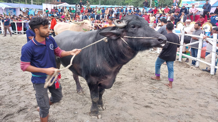 বগুড়ায় দুইদিন ব্যাপী গানের তালে গরুর র্যাম্প শো বগুড়ায় দুইদিন ব্যাপী গানের তালে গরুর র্যাম্প শো