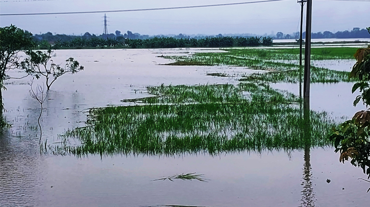 চাঁপাইনবাবগঞ্জে বন্যায় ডুবেছে ফসলের মাঠ, ক্ষতিগ্রস্থ প্রায় ১৪ হাজার কৃষক