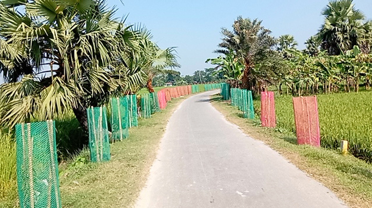 কুষ্টিয়ার বড়িয়া গ্রাম এখন মসলার গ্রাম কুষ্টিয়ার বড়িয়া গ্রাম এখন মসলার গ্রাম
