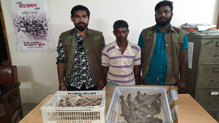 ঝিনাইদহে বিরল প্রজাতির ১৭ পিস সান্ডা প্রাণী উদ্ধার ঝিনাইদহে বিরল প্রজাতির ১৭ পিস সান্ডা প্রাণী উদ্ধার