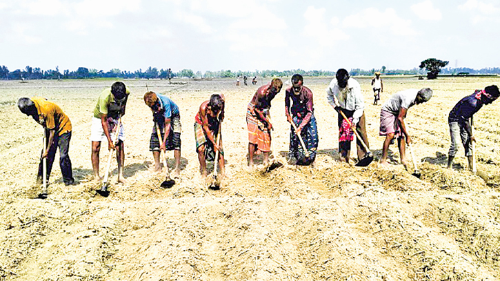 Potato seed crisis hits farmers hard in Bogura Potato seed crisis hits farmers hard in Bogura