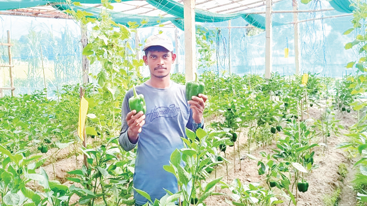 Successful capsicum cultivation makes Sreemangal farmers happy