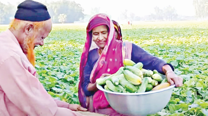 Cucumber farmers happy over low production cost, fair prices