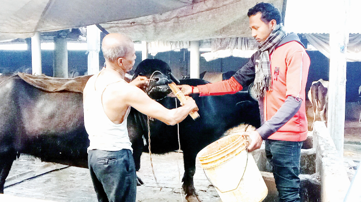 Farmers panicked as mysterious disease kills cattle