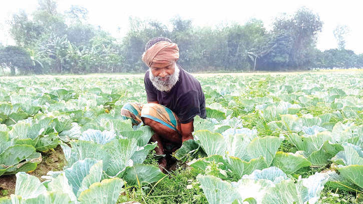 Successful cabbage cultivation yields profits for farmers