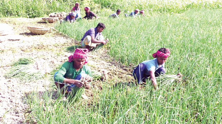 ‘Murikata’onion brings boon to Manikganj farmers ‘Murikata’onion brings boon to Manikganj farmers