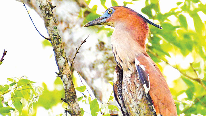 Elusive Malayan Night Heron spotted in Khagrachari’s shallow forest Elusive Malayan Night Heron spotted in Khagrachari’s shallow forest