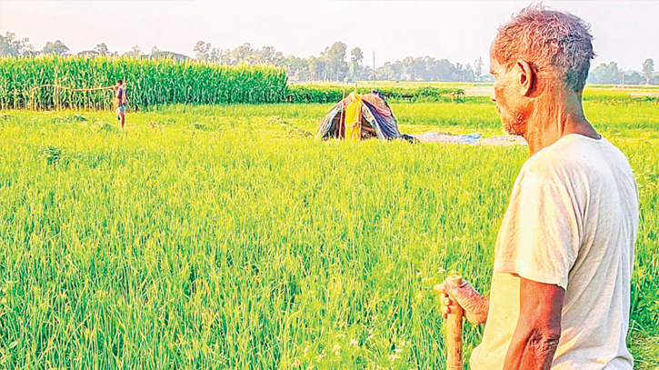 Farmers guard onion fields as prices skyrocket Farmers guard onion fields as prices skyrocket