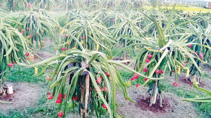 Dragon fruit boom leads to land crisis for vegetable farming Dragon fruit boom leads to land crisis for vegetable farming