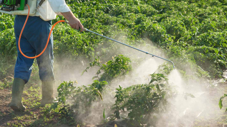 Awareness against indiscriminate use of chemicals in vegetables a must Awareness against indiscriminate use of chemicals in vegetables a must
