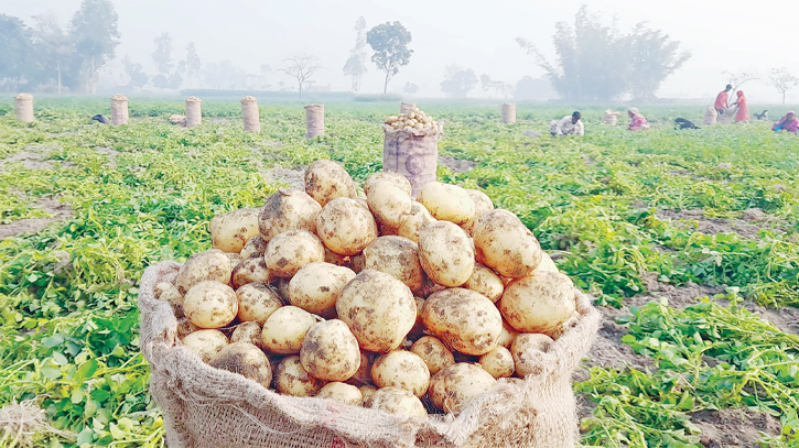 Early-harvest potato cultivation surges as prices skyrocket Early-harvest potato cultivation surges as prices skyrocket