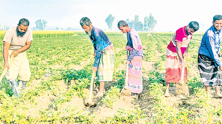 Farmers eye bumper potato yield amid winter challenges