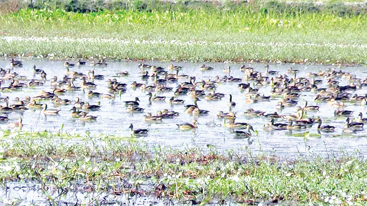 ‘Barabila’ beel woos winter tourists