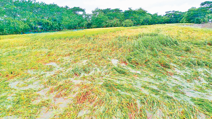 Crops worth Tk 48cr damaged due to cyclone ’Midhili’ 