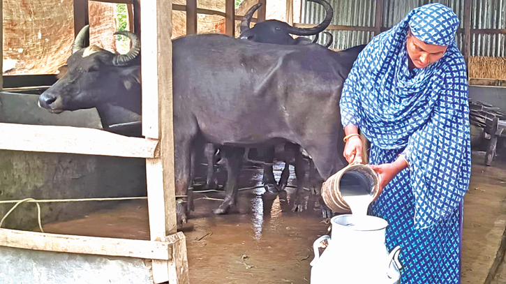 Buffalo rearing along river banks empowers women in Noakhali  