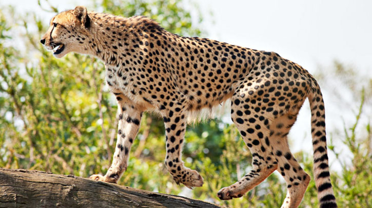 Cheetahs return to India after 70 years