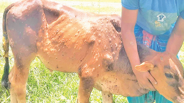 LSD virus outbreak worries Jamalpur cattle farmers LSD virus outbreak worries Jamalpur cattle farmers