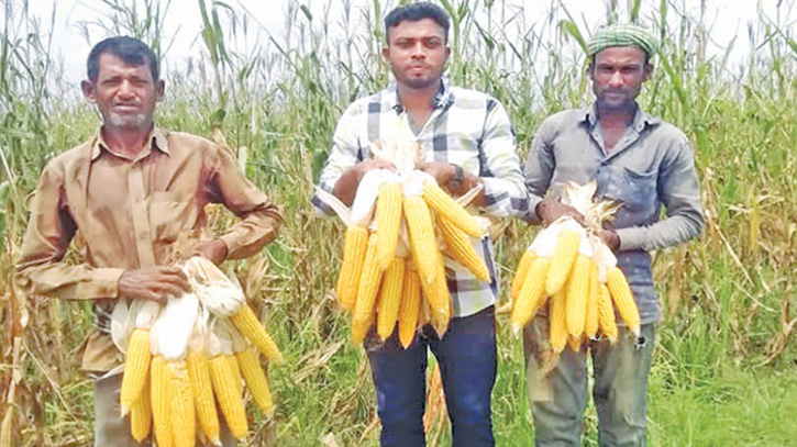 Farmers see rising profits from maize in Habiganj Farmers see rising profits from maize in Habiganj