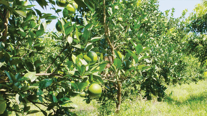 Kurigram Youths find profit in Malta cultivation Kurigram Youths find profit in Malta cultivation