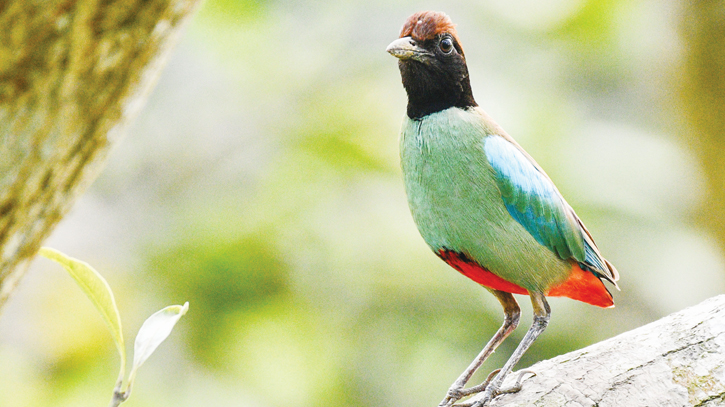 Rare Hooded Pitta spotted in CHT Rare Hooded Pitta spotted in CHT
