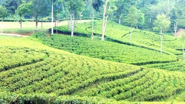 Tea industry achieves record production