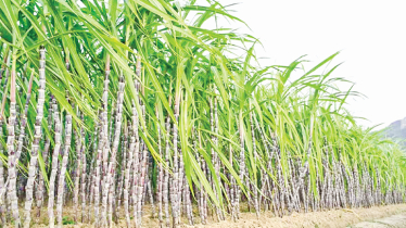 Sugarcane farmers return to fields as price increases