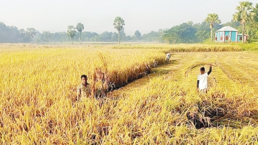 Bumper Aman yield makes Faridpur farmers happy