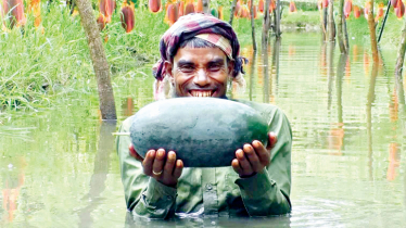 Off-season watermelon brings boon to Bhola growers