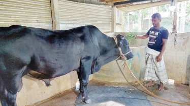 Bull worth 10 lakh commands attention in the Eid market