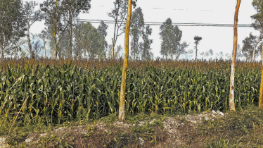 Farmers happy with maize cultivation in Kurigram