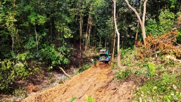 Illegal timber trade causes environmental havoc  