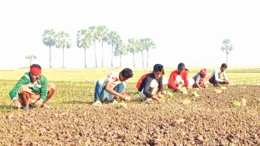 Onion cultivation flourishes in Faridpur as price surges 