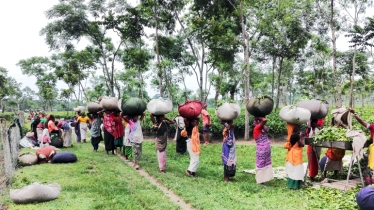 Tea industry on track to surpass production records