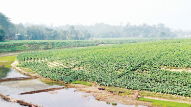 Rising Tobacco Cultivation poses threat to environment, agriculture 