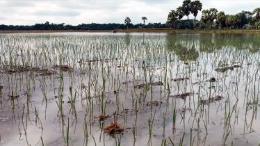 Heavy rainfall threatens onion harvest in Faridpur