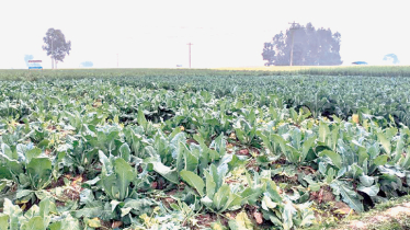Low cost, fair price lead Bogura farmers to broccoli cultivation