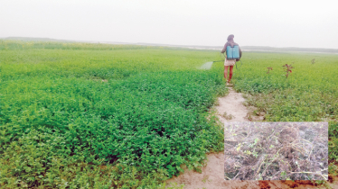 Late blight attack worries potato growers amid severe winter   