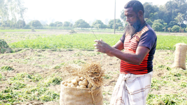 Bumper yield, high price makes potato farmers happy