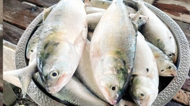 Harina Ghat witnesses daily sale of 2 tons of hilsa