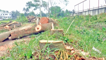Illegal felling of trees rampant