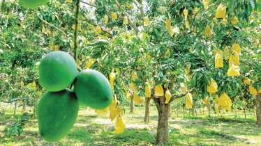 Huge mango yield brings joy to farmers