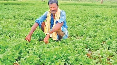Coriander cultivation gains popularity