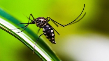 Dengue death toll in Bangladesh reaches 182, surpassing previous record